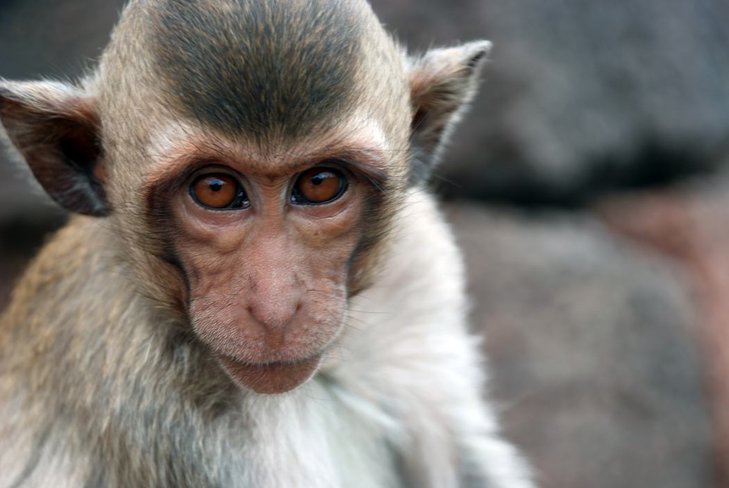 crab-eating macaque monkey