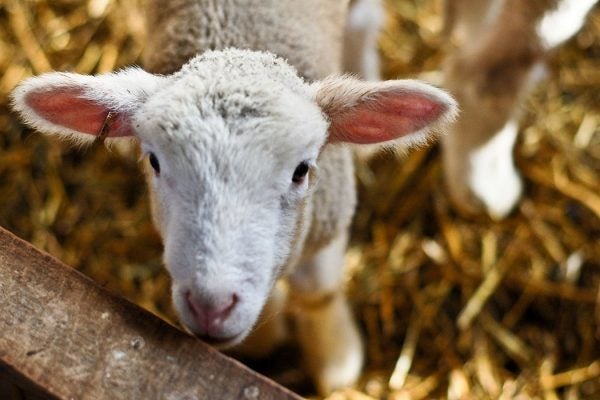 baby sheep