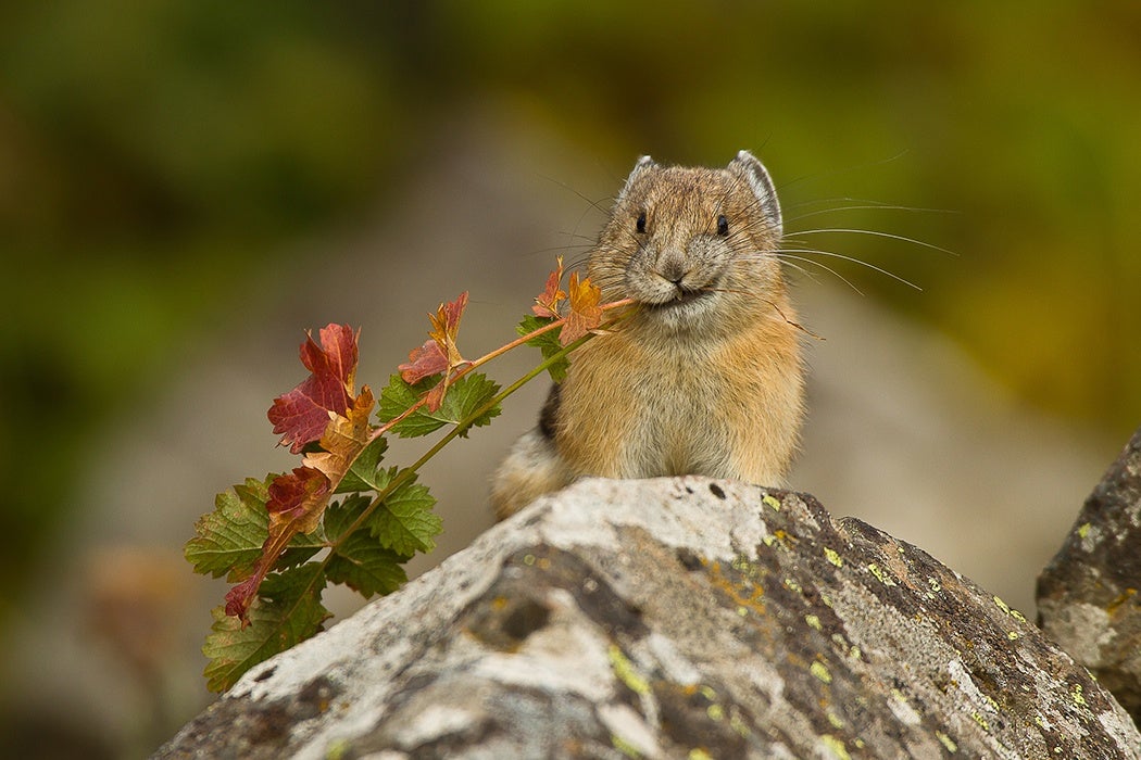 American Pika