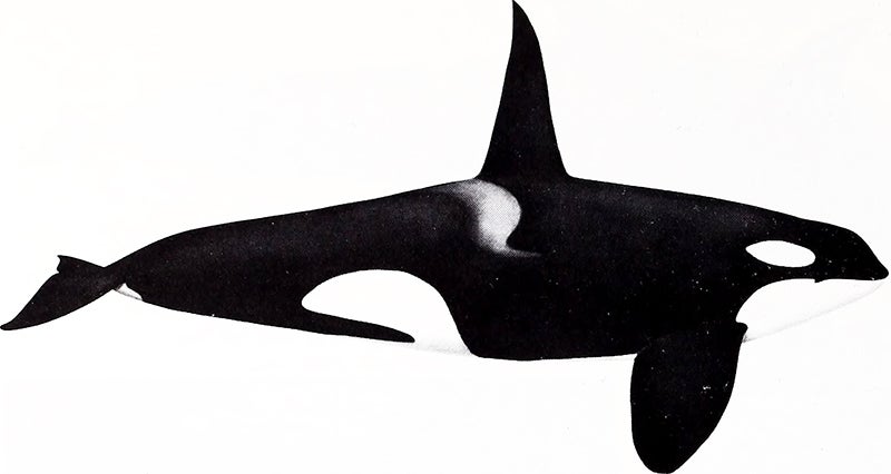 killer whale