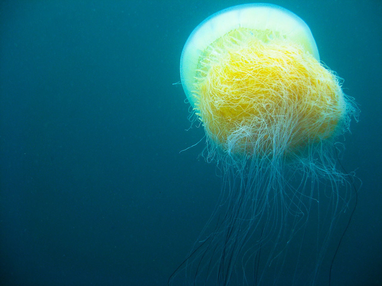 Nomura Jellyfish