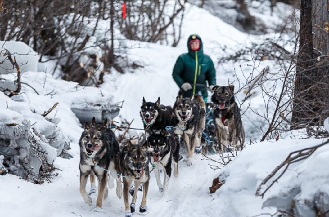 Iditarod dogs