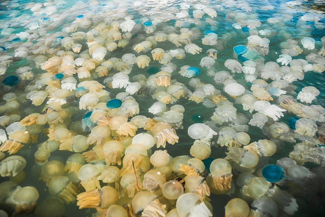 Jellyfish bloom