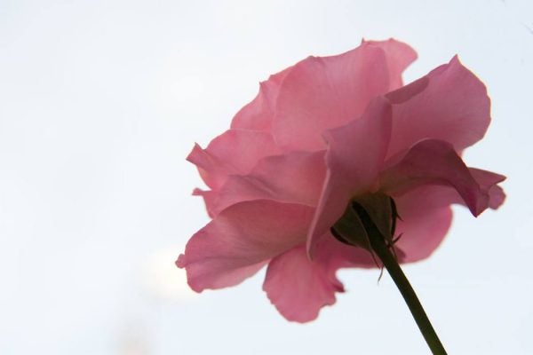 A single pink bloom