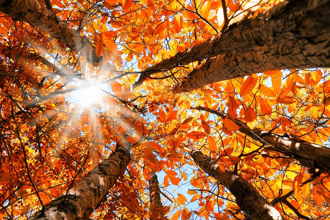 nature poems orange foliage