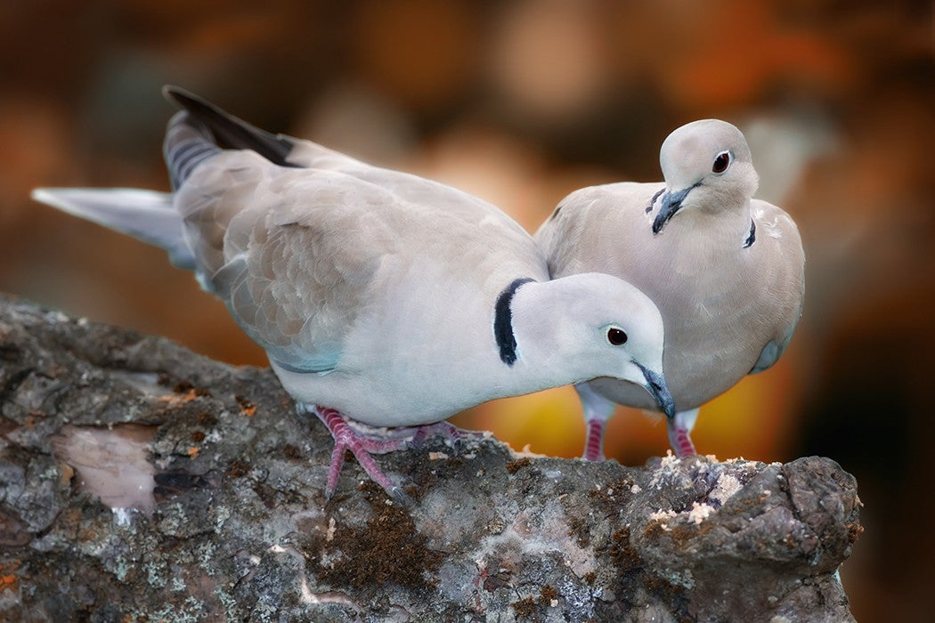 Two turtle doves