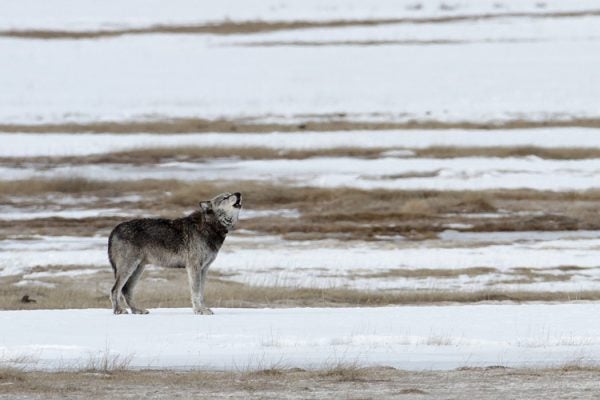 Yellowstone wolf