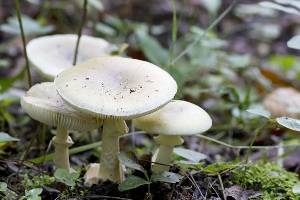 Death Cap Mushroom