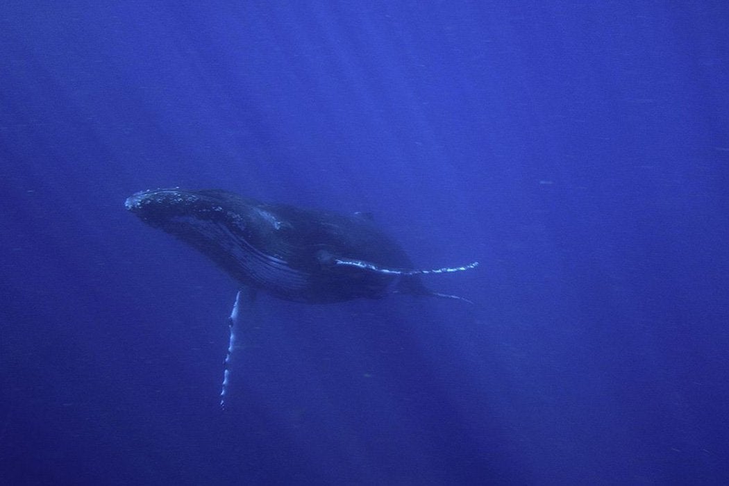 Humpback whale