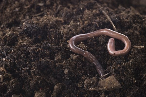 Earthworm in soil