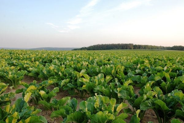 Sugar Beet Field