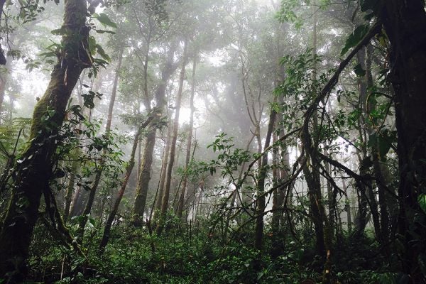 Costa Rican rainforest