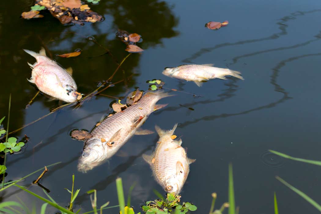 dead fish float in a polluted river