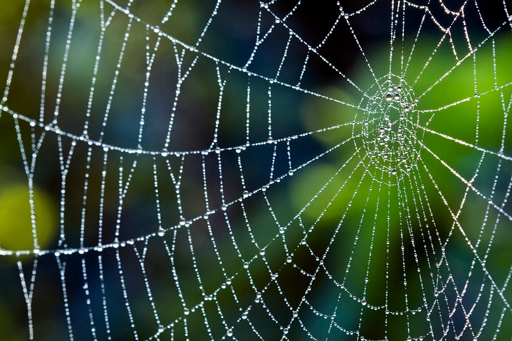 Spider web