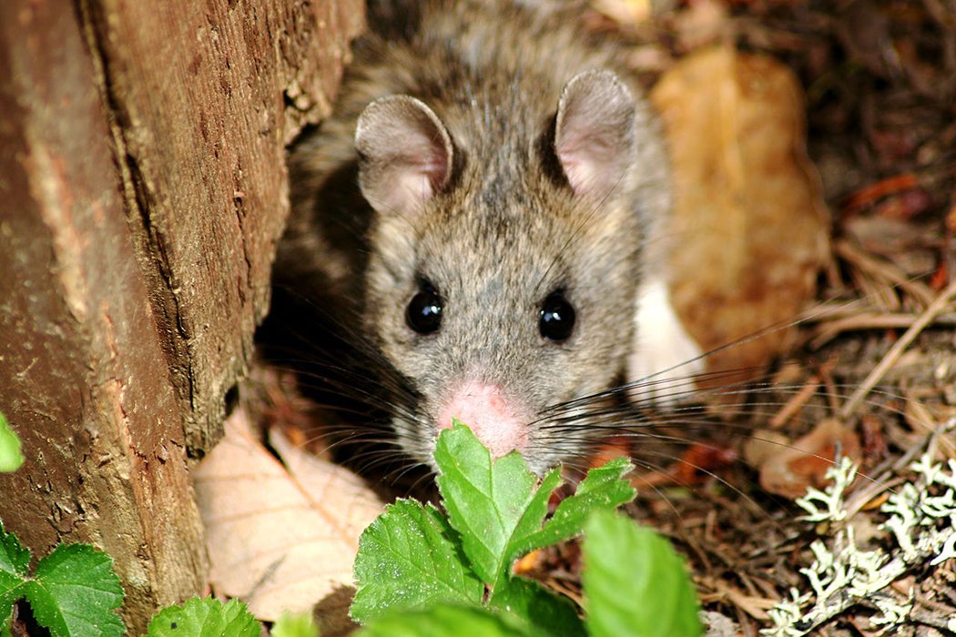 Bushy-tailed woodrat