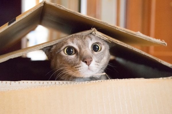 Cat playing Peek a Boo in a box