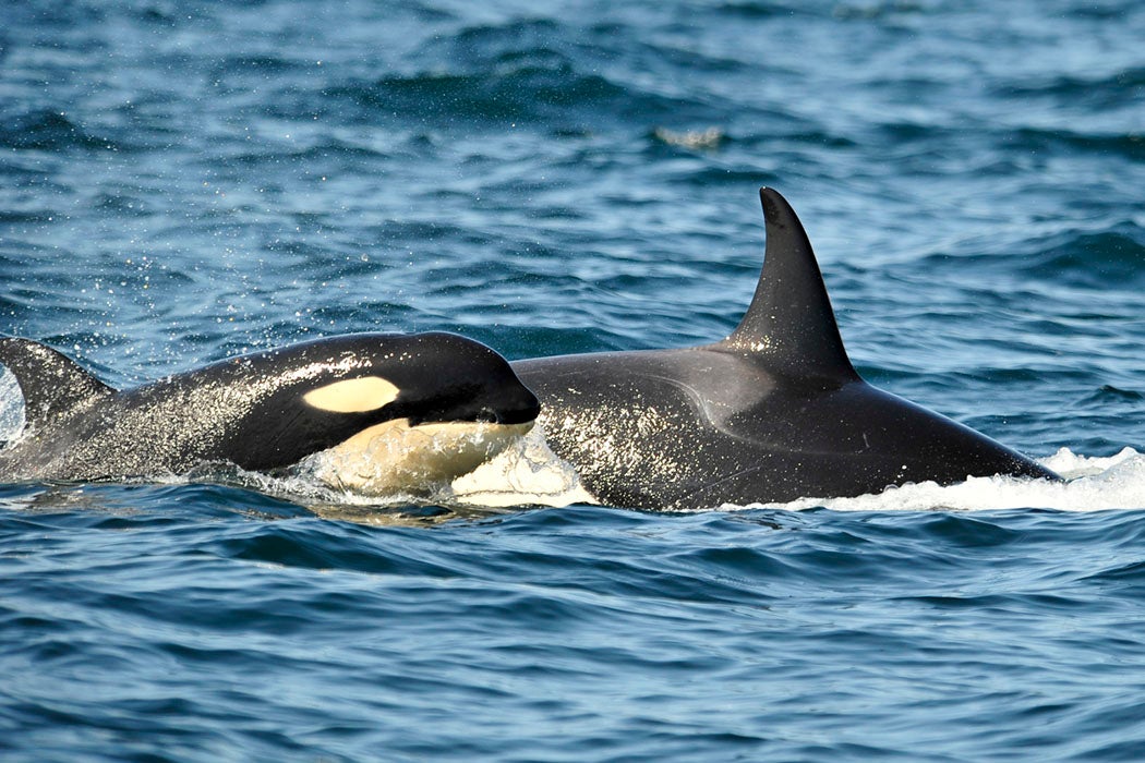 Orca Juvenile