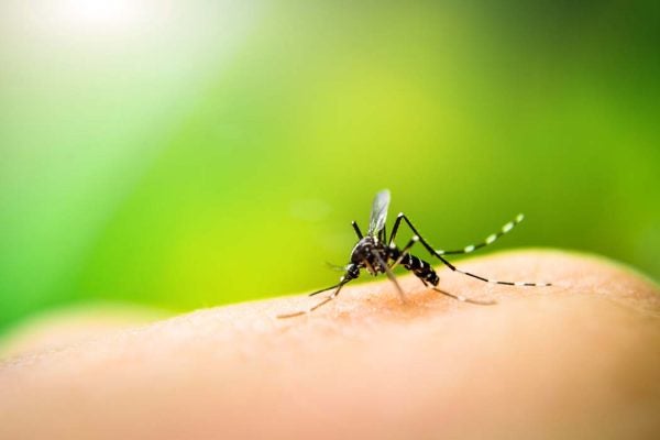 Zika virus kills some cancer