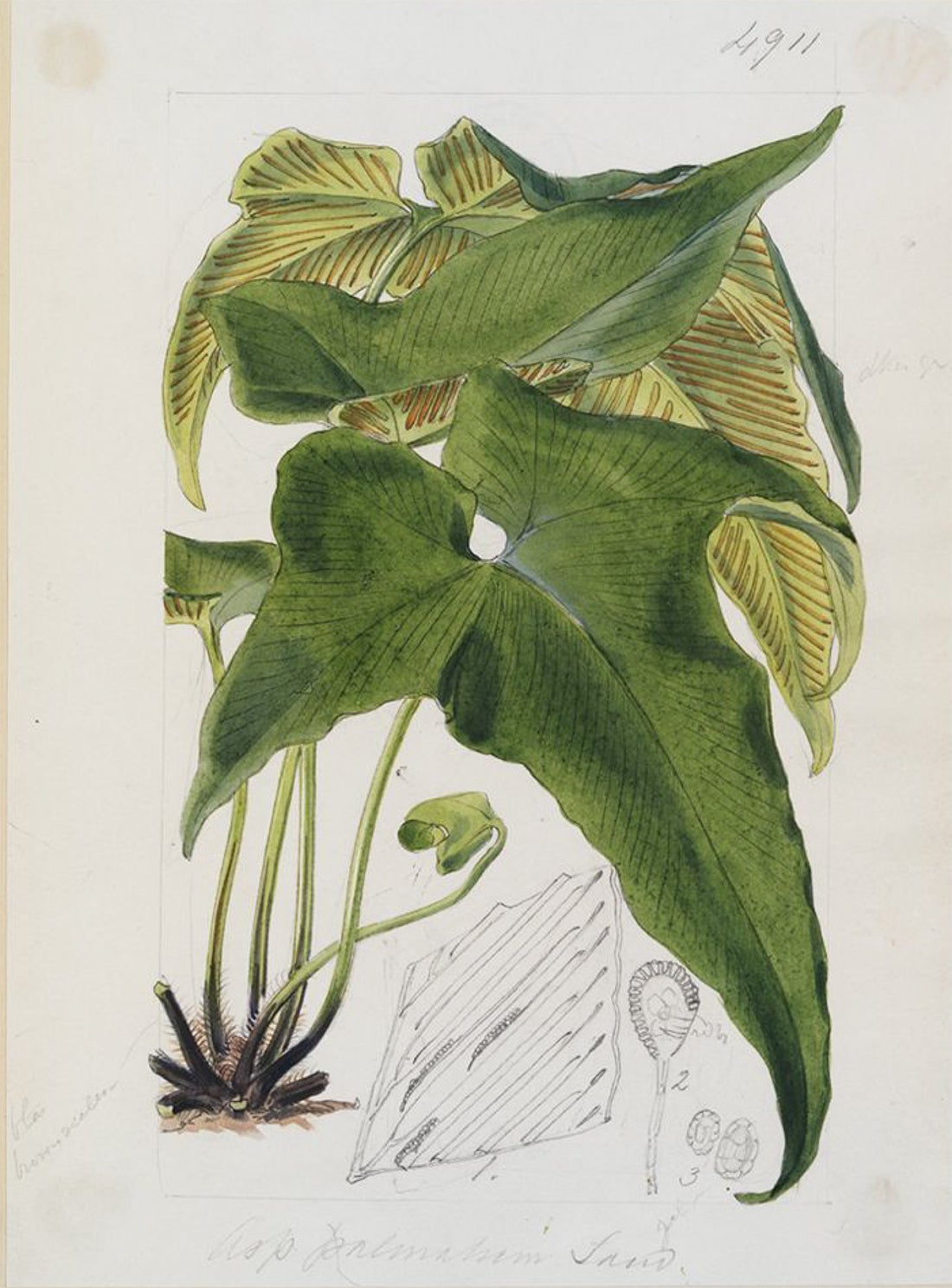 An 1856 fern illustration from Curtis's Botanical Magazine