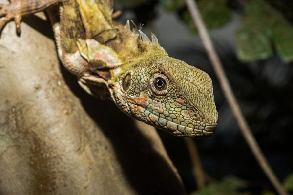 Hypsilurus papuensis Papua Forest Dragon