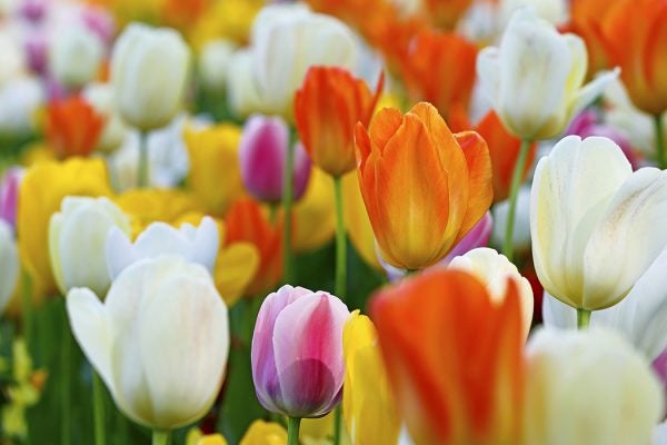 Close-up of colourful tulip flowers