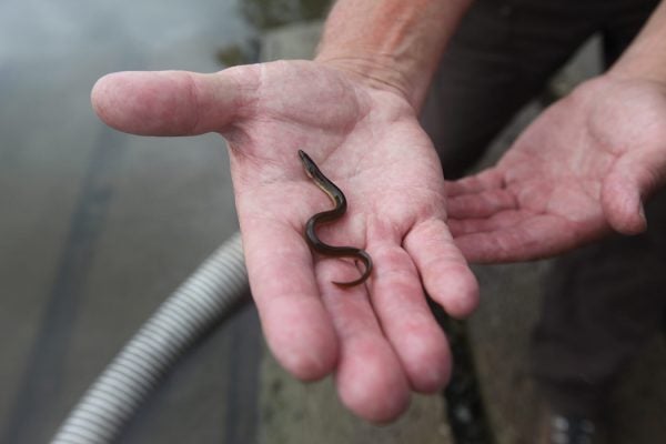 Juvenile American Eel