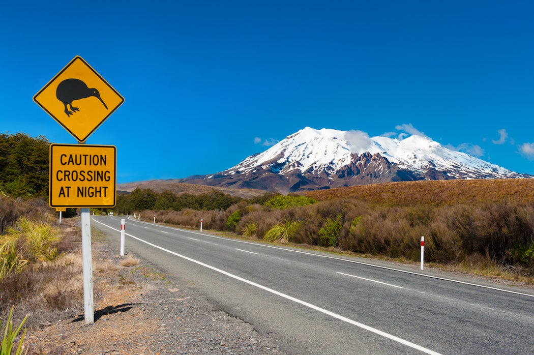 Rats are killing kiwis and other birds in New Zealand