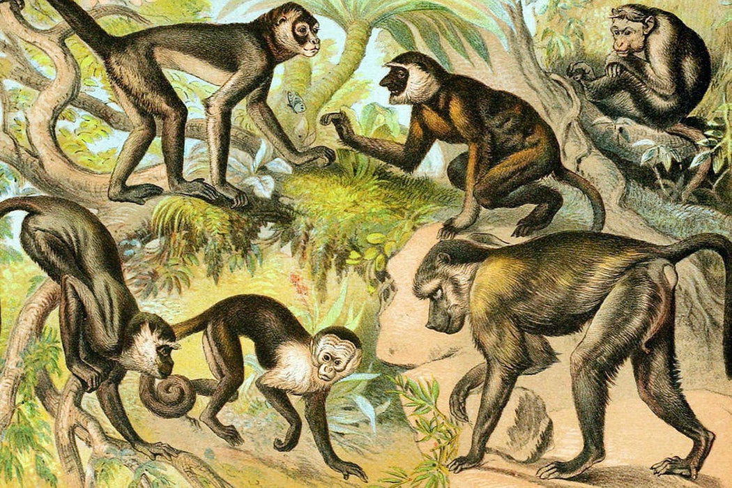 Monkeys illustration