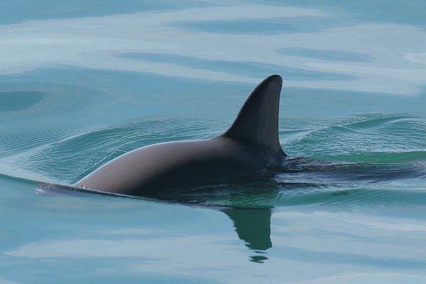 Vaquita