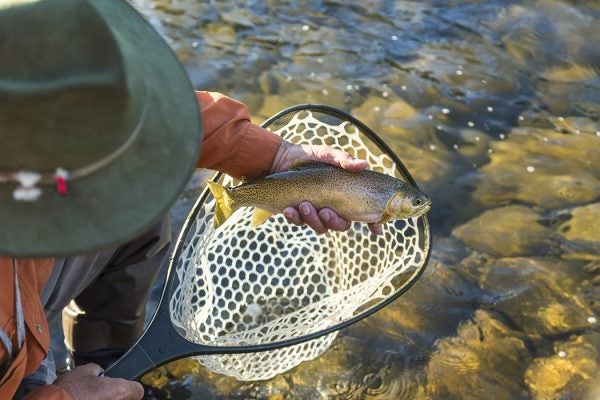 Fisherman taking freshly caught trout out of fishing net.