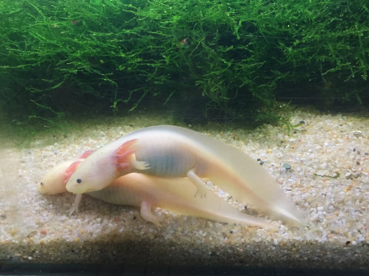 two axolotls in tank