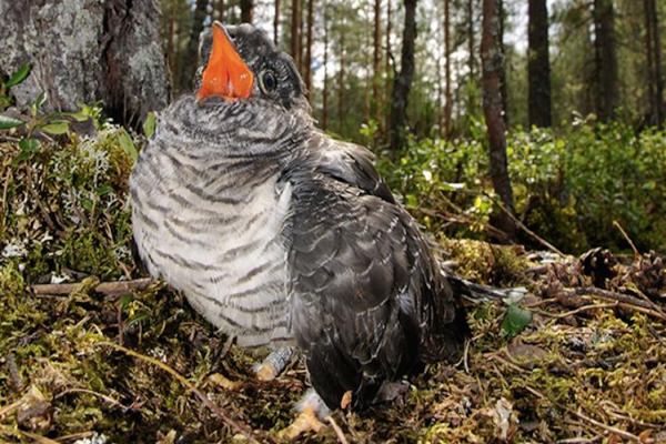 Cuckoo chick