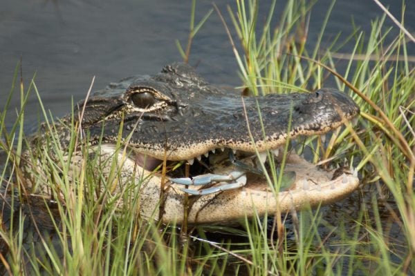 Gator eating crab