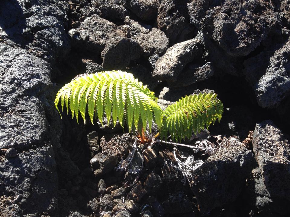 Lava fern