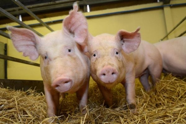 gene edited pigs