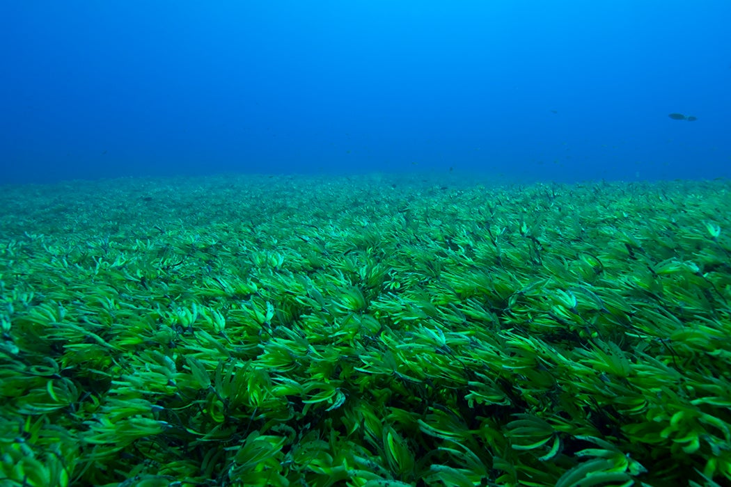 seagrass in blue ocean