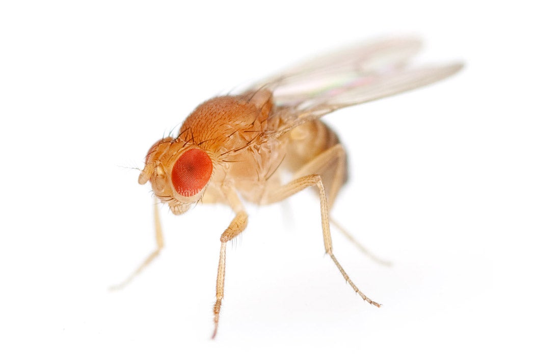 fruit fly