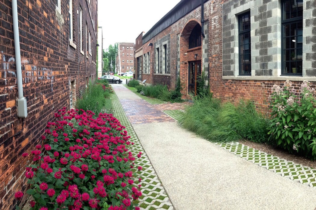 Detroit alley with bee balm