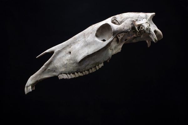 Horse skull