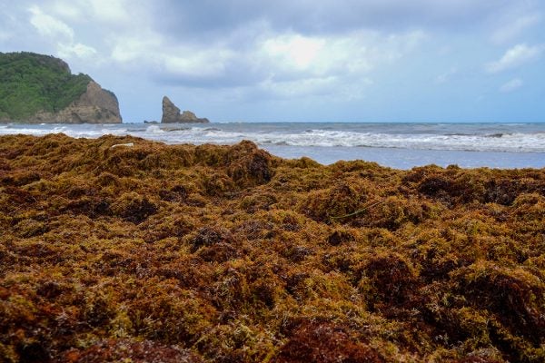 sargassum seaweed dumped on beach