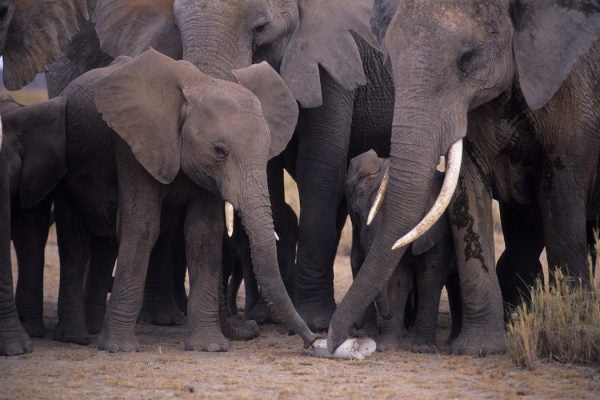 A family of elephants around a broken ivory tusk