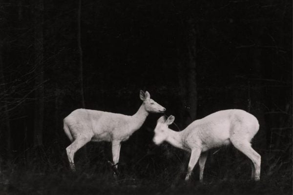 Two deer in the woods at night