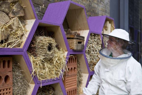 Camilla Goddard in a beekeeper's outfit looking in on several beehives