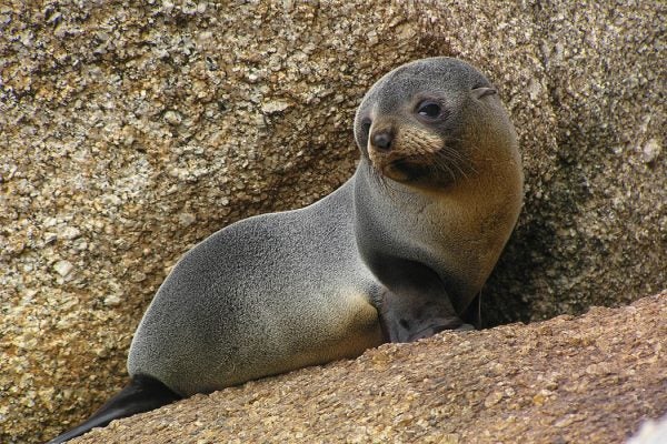 An Australian fur seal pup.