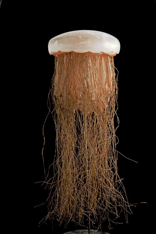 Cyanea capillata, Lion's Mane Jellyfish