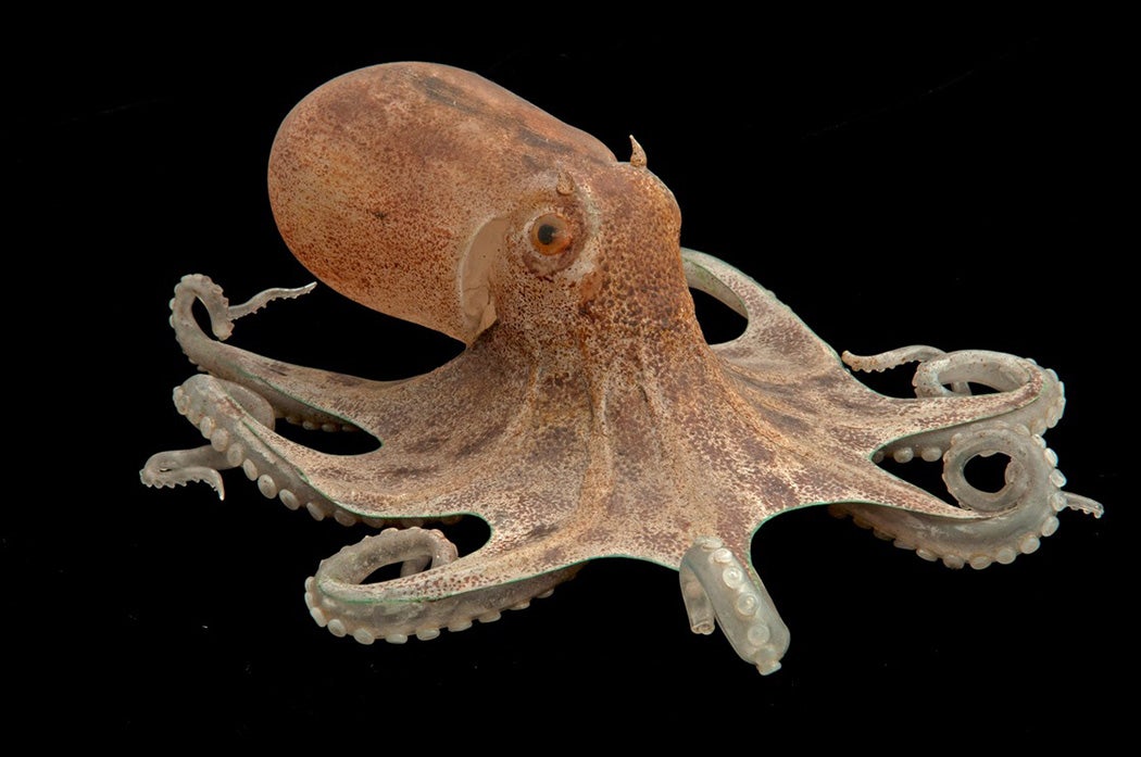 Eledone moschata, Musky Octopus