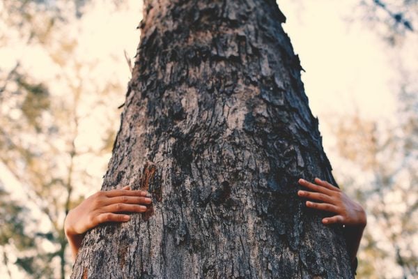 A person hugging a tree trunk