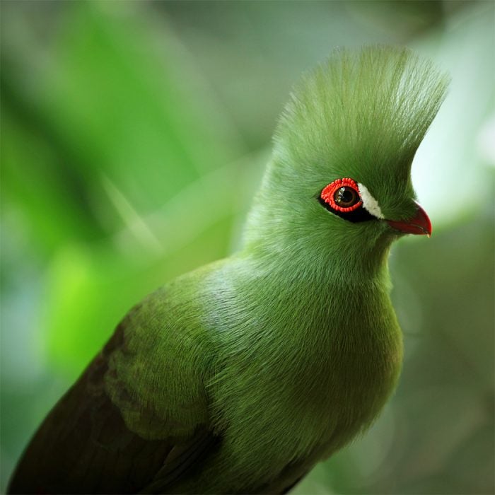 A Turaco in South Africa