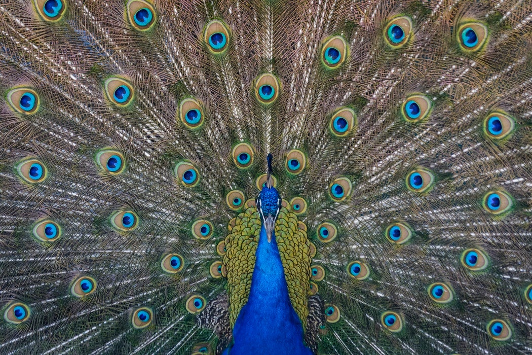 A peacock