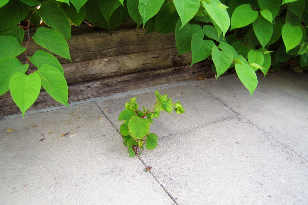 Japanese Knotweed